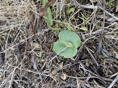 Lupinus densiflorus densiflorus