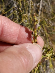 Carlowrightia linearifolia