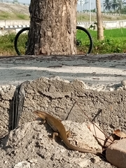 Eutropis multifasciata