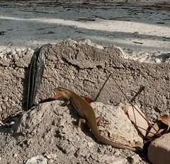 Eutropis multifasciata