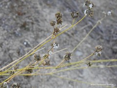 Gypsophila struthium