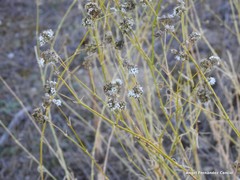 Gypsophila struthium