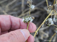 Gypsophila struthium