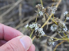 Gypsophila struthium