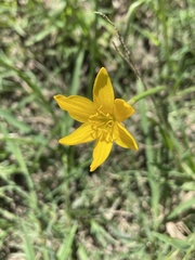 Zephyranthes pulchella