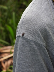 Brachyrhynchus membranaceus