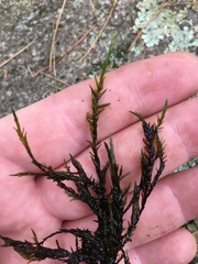 Fontinalis novae-angliae