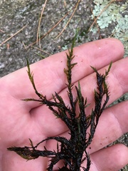 Fontinalis novae-angliae