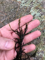 Fontinalis novae-angliae