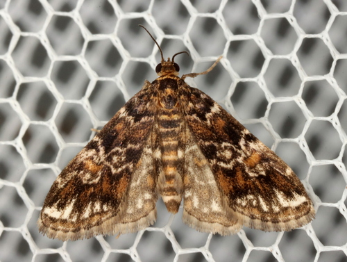 Elophila responsalis (Walker)