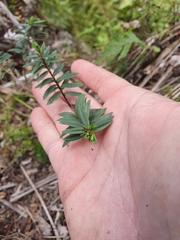 Pimelea tomentosa