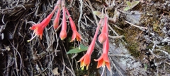 Fuchsia apetala