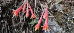 Fuchsia apetala