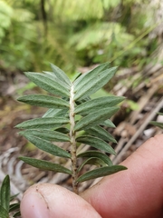 Pimelea tomentosa