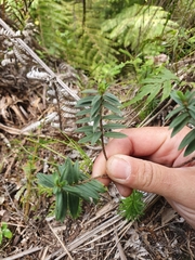 Pimelea tomentosa