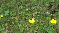 Dodecatheon