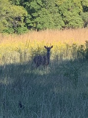Odocoileus virginianus