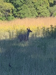 Odocoileus virginianus