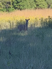 Odocoileus virginianus