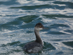 Podiceps nigricollis