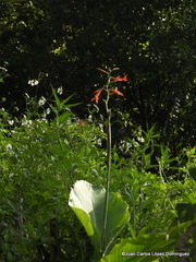 Canna tuerckheimii