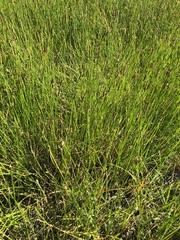 Eleocharis acuta