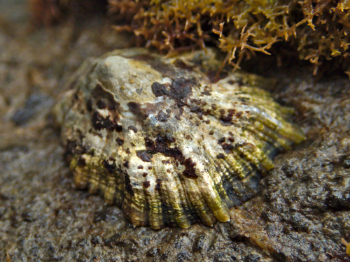 Patella rustica