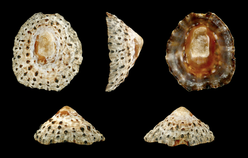 Patella rustica