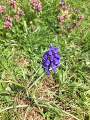 Muscari neglectum