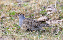 Thinocorus orbignyianus