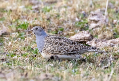 Thinocorus orbignyianus