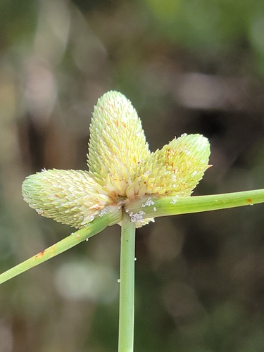 Cyperus neotropicalis image