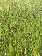 Eleocharis acuta