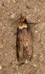 Mimobrachyoma maculifera