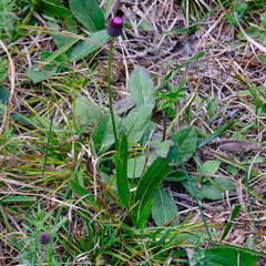 Cirsium pannonicum