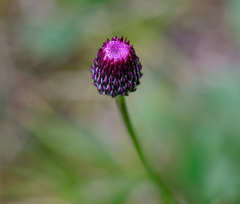 Cirsium pannonicum