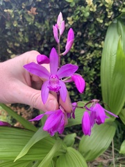 Bletilla