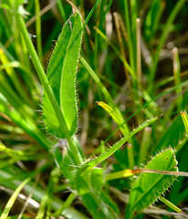 Cirsium pannonicum