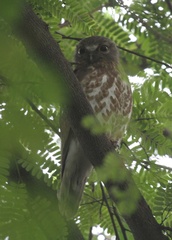 Ninox scutulata