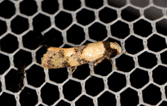 Euphiltra celeteria