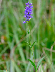 Veronica barrelieri
