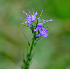Veronica barrelieri