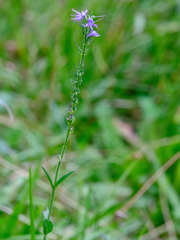 Veronica barrelieri