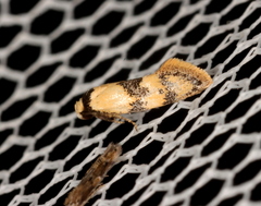 Euphiltra celeteria