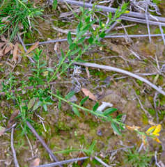 Genista germanica