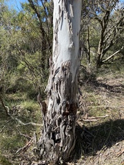 Eucalyptus mannifera