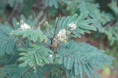 Acaciella