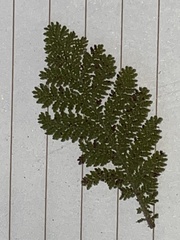 Chamaebatia foliolosa