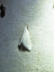 Leptosteges vestaliella