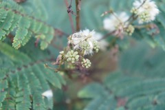 Acaciella